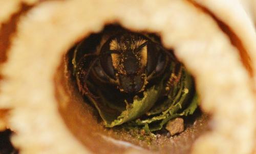 Megachile albisecta